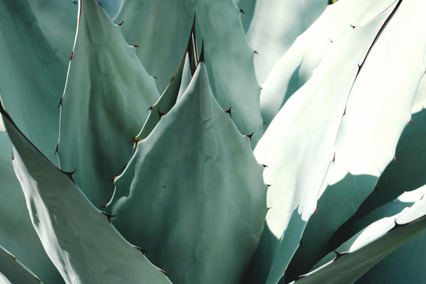Beneficios del Aloe Vera para la Piel: Lo que Necesitas Saber - Planet Skin