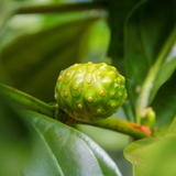 Crema Facial Celimax Noni Energy Repair Cream 50ml